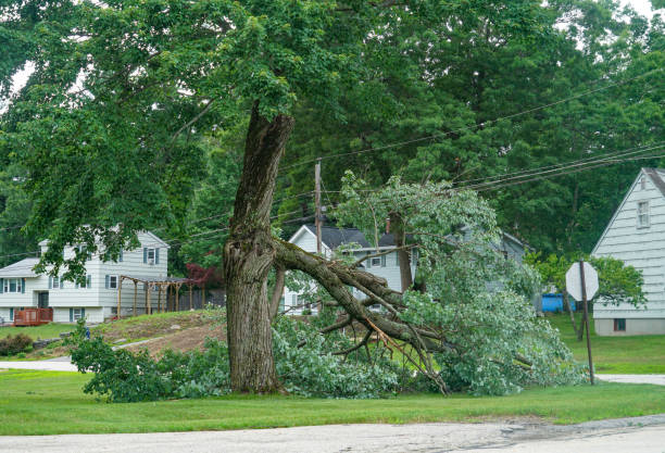 Trusted Seven Corners, VA Tree Removal Experts