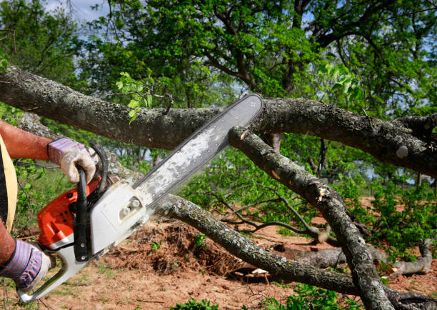 Best Fruit Tree Pruning  in Seven Corners, VA